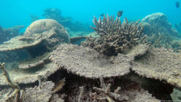 Barrier Reef.jpg