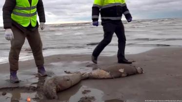 Seals death.jpg