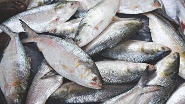 hilsa ban ends.jpg