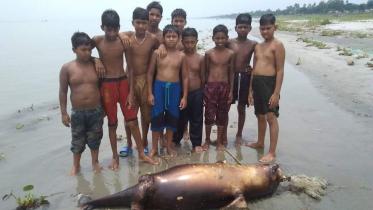Dead Dolphin.jpg
