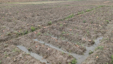 potatoes