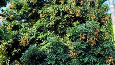 sitakunda litchi.jpg