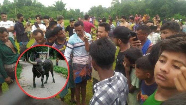 buffalo soldier.jpg