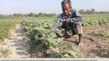 Farmers facing fertilisers crisis in Lalmonirhat_476b.jpg