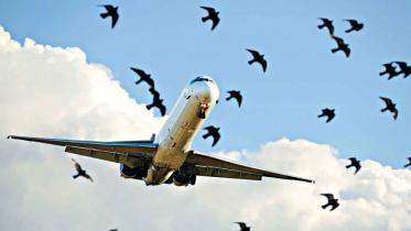 Bird Strike.jpg