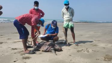 70 Olive Ridley Sea Turtles Found Dead on Coxs Bazar Beach.jpg
