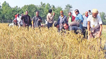 santals paddy 2.jpg