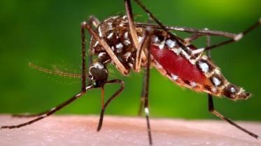 dengue.jpeg