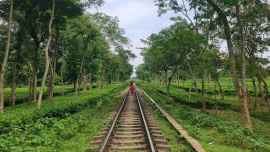srimangal.jpg