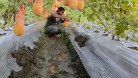 watermelon farming in Bagerhat