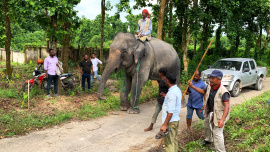 3_Gazipur captive Elephants returened to previous owner.jpg