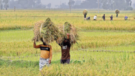 Aush_paddy_harvest.jpg