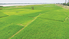 Char-Mohipur.jpg
