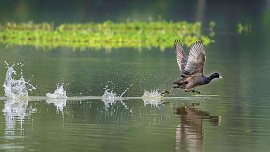 Common_Coot.jpg