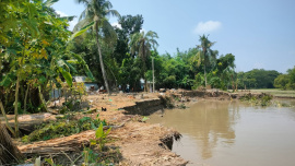 Riverbank erosion began on September 11 along the left bank of the Madhumati in the Dubushi and Shikdarpāra areas of Ichakhali village under Jalalabad Union in Gopalganj Sadar upazila. Photo: Star