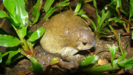 Indian-Balloon-frog.jpg