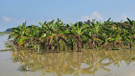 The Padma rose quickly, approaching the danger level and flooding banana, mashkalai and vegetable fields in the riverbank shoal areas. Photo: Star