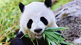 Panda-diplomacy.jpg