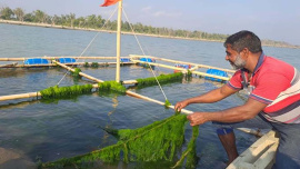 Patuakhali-seaweed-01.jpg
