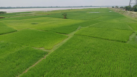 Rangpur crops fertiliser-01.jpg.jpeg