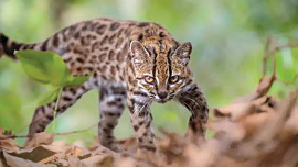 Wild-cat.jpg