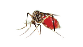 dengue.jpg