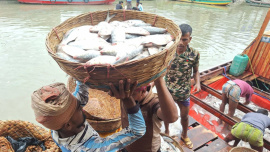 hilsa-barishal.jpg