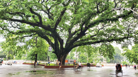 Dhaka-University-Campus.jpg