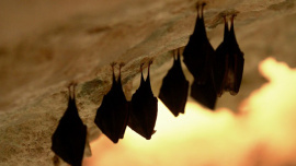 Bats.jpg-NS.jpg