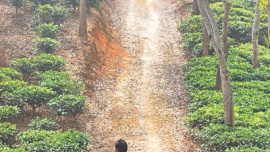 green.jpg