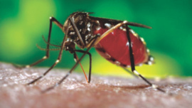 aedes mosquitoes