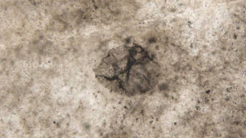 sciencedaily