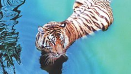 tiger.jpg