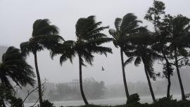 Cyclonic Bulbul