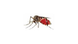 dengue-aedes.jpg