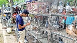 pigeon-market5.jpg