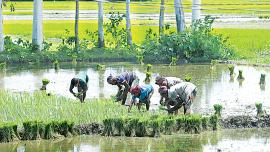 What Bangladeshi banks offer to farmers