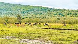 maasai-mara8.jpg