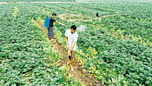 agri.jpg