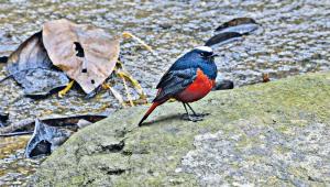 bird.jpg