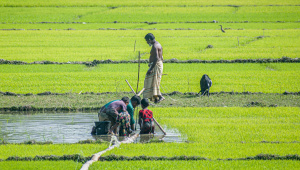OP_1-Paddy_field.jpg