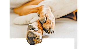 animal-protection.jpg