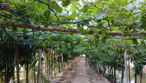 grape cultivation in Thakurgaon Bangladesh