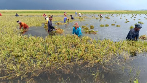 Flash-floods-Brahmanbaria.jpg