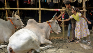 A child patting the head of a cow