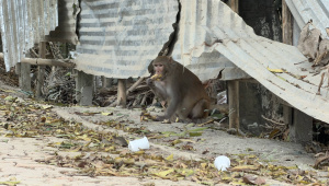 Shariatpur_monkeys_2.jpg
