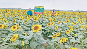 Sunflower Farming in Patuakhali Bangladesh