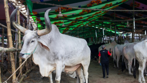 The chaos, beauty, and tradition of Gabtoli cattle market