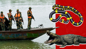 Bangladesh India border security with crocodile snake