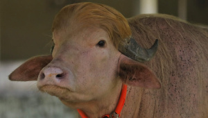 The buffalo remained at the zoo until its recent relocation to BLRI for scientific study. File Photo: Star